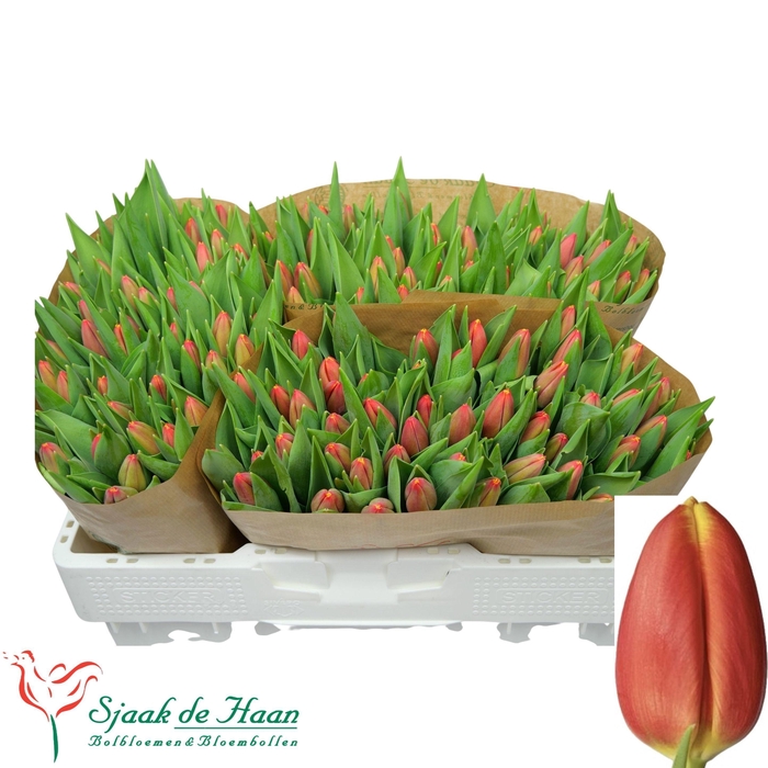 <h4>TU EN TRAILBLAZER</h4>