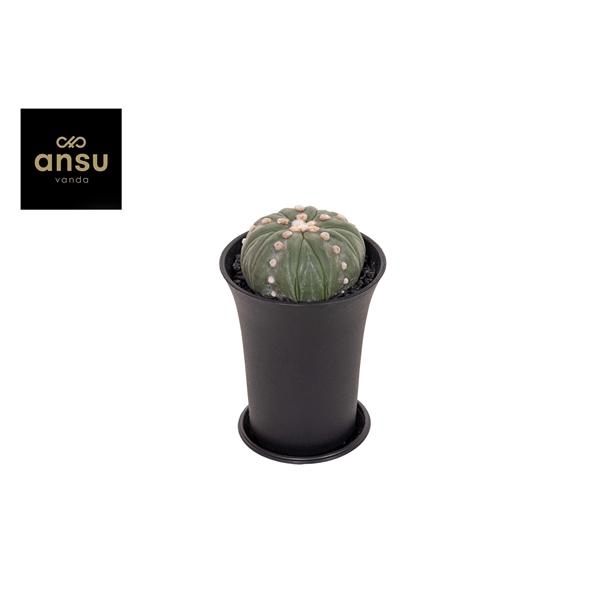 <h4>Astrophytum Asterias Fukuryu XL</h4>