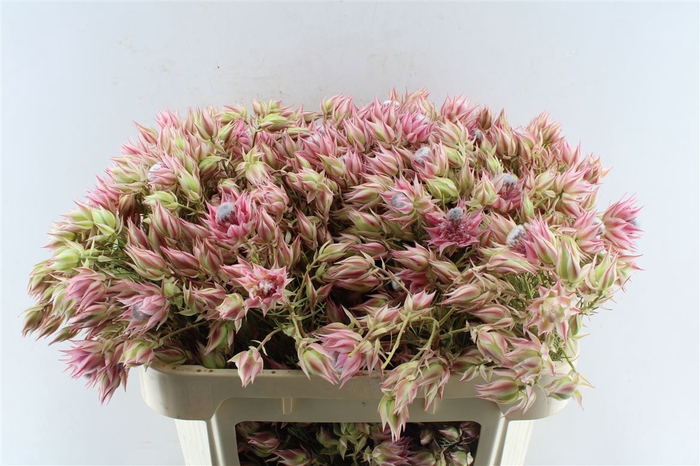 <h4>Blushing Brides Pink 10+</h4>