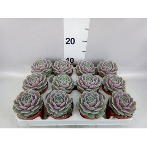 Echeveria   ...