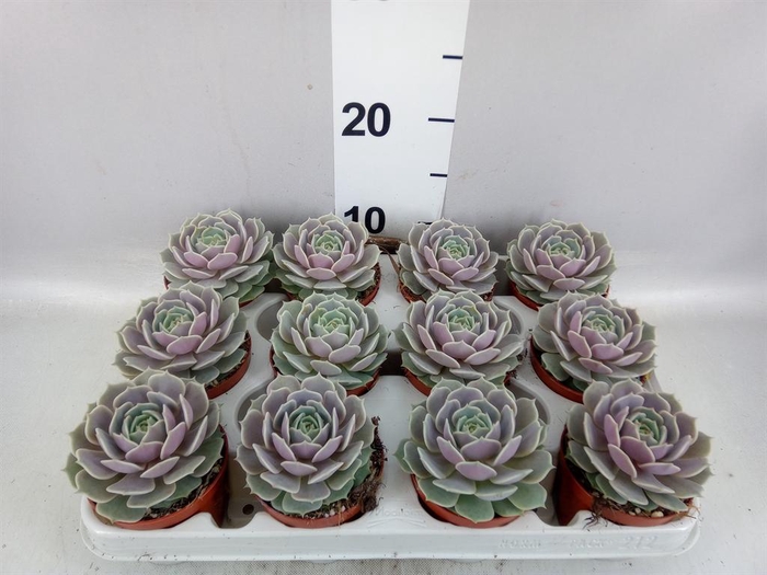 <h4>Echeveria   ...</h4>