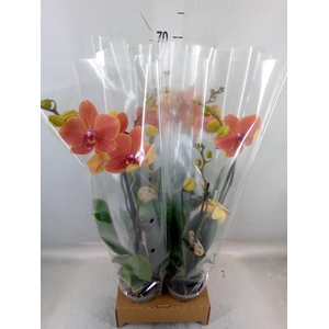 Phalaenopsis   ...