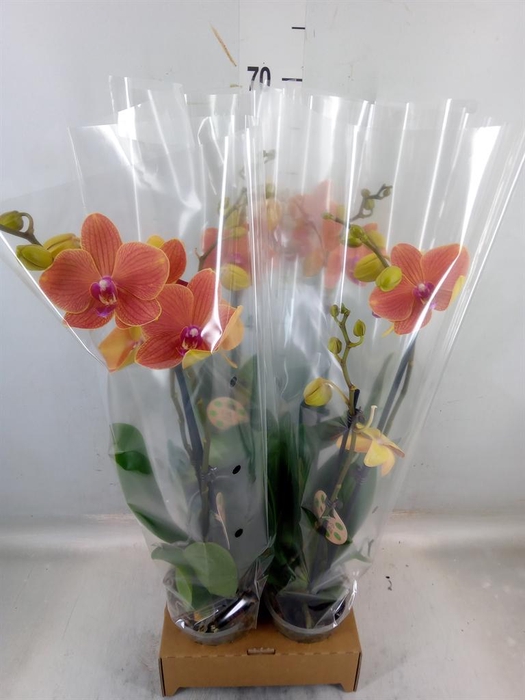 <h4>Phalaenopsis   ...</h4>