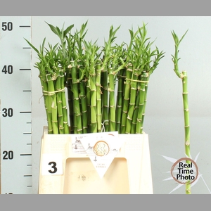 DRAC LUCKY BAMBOO