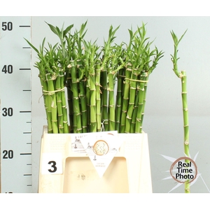 DRAC LUCKY BAMBOO