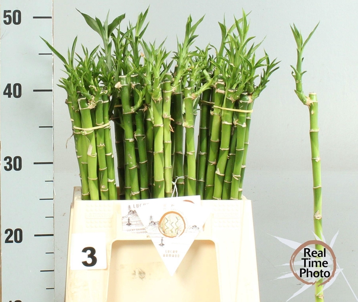 <h4>DRAC LUCKY BAMBOO</h4>