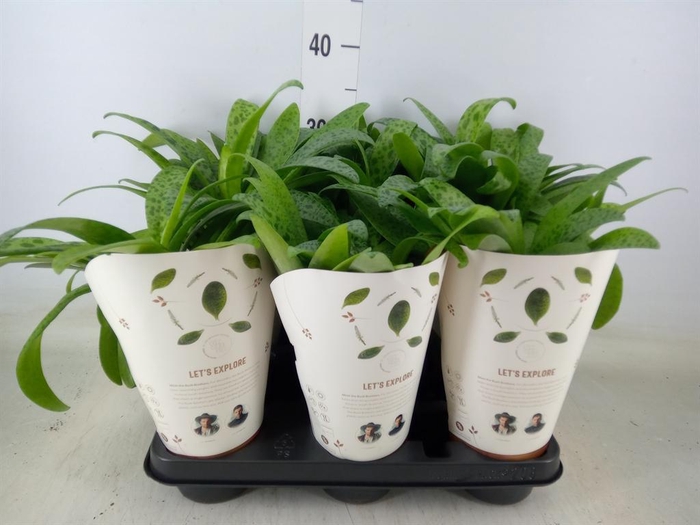 <h4>Drimiopsis maculata</h4>