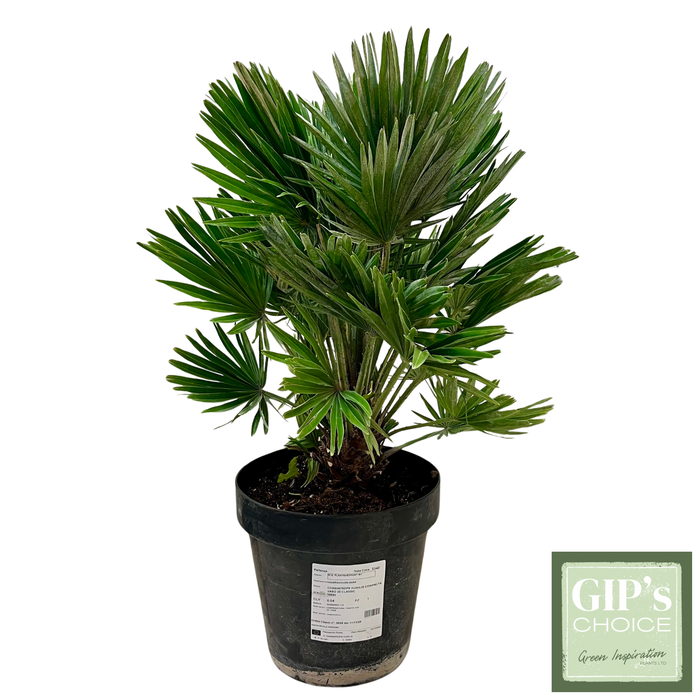 <h4>Chamaerops humilis 'Compacta' P30</h4>