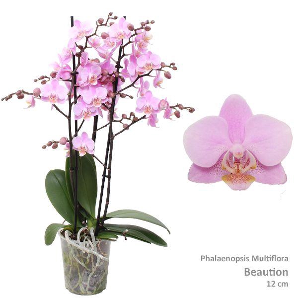 <h4>Phal. Multiflora "Beaution" 3-tak</h4>
