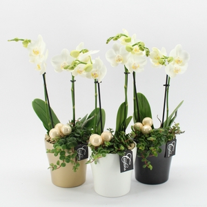 Opm PHALXM-2437M Phalaenopsis Xmas