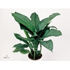 Green Agla 'Freedman' (Aglaonema)