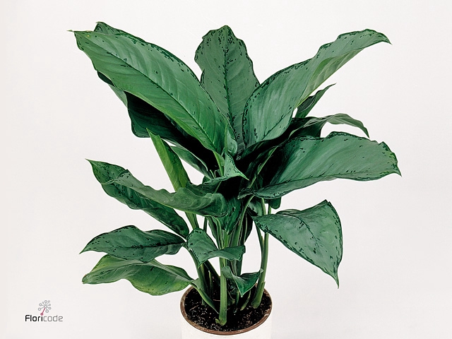 Green Agla 'Freedman' (Aglaonema)