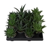 ALOE MIX P6 MIX