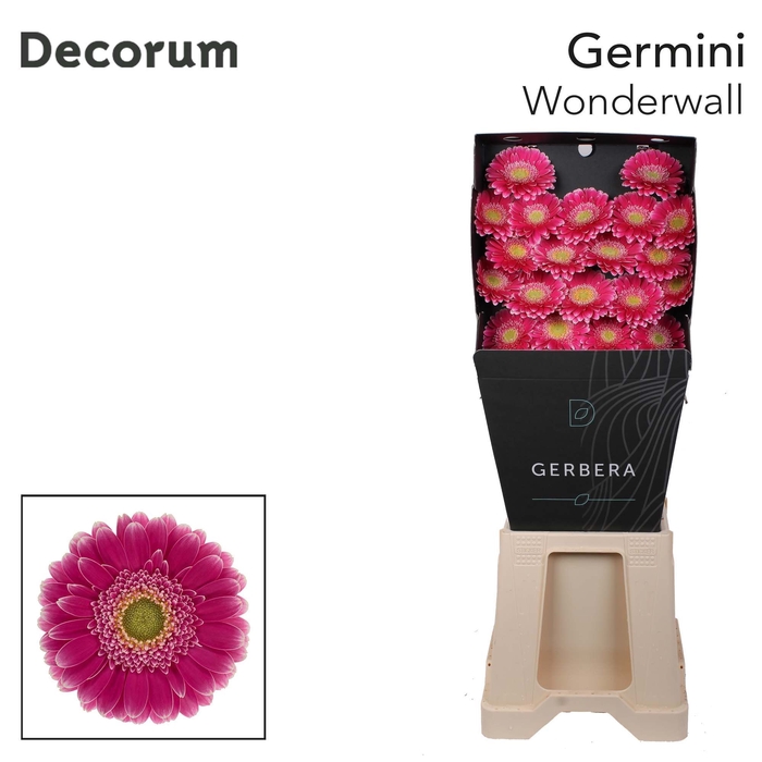 <h4>Germini Wonderwall Diamond</h4>