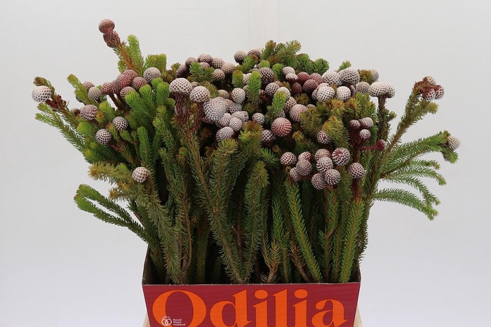 <h4>Kaaps Groen Stokoei</h4>