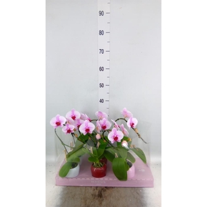 Phalaenopsis   ...rose