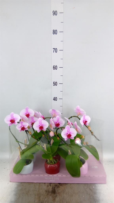 <h4>Phalaenopsis   ...rose</h4>