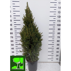 PICEA GL CONICA