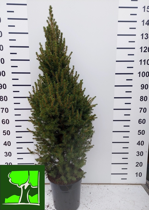 <h4>PICEA GL CONICA</h4>