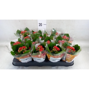 Kalanchoe blos. 'RosDon Justino'
