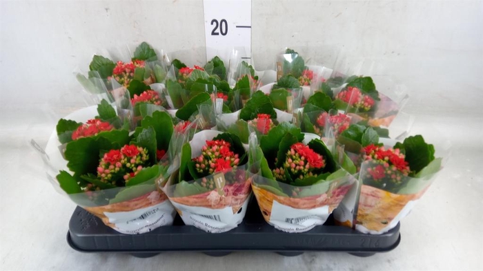 <h4>Kalanchoe blos. 'RosDon Justino'</h4>