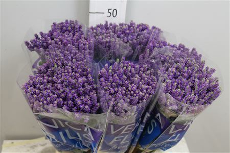 <h4>Veronica  'Smart Fountain'</h4>