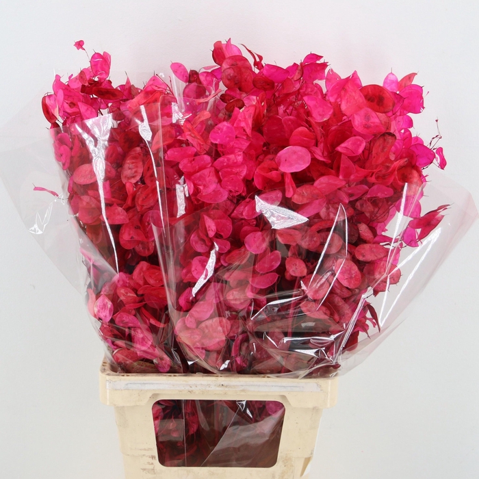 <h4>DROOGBL BEWERKT H%</h4>