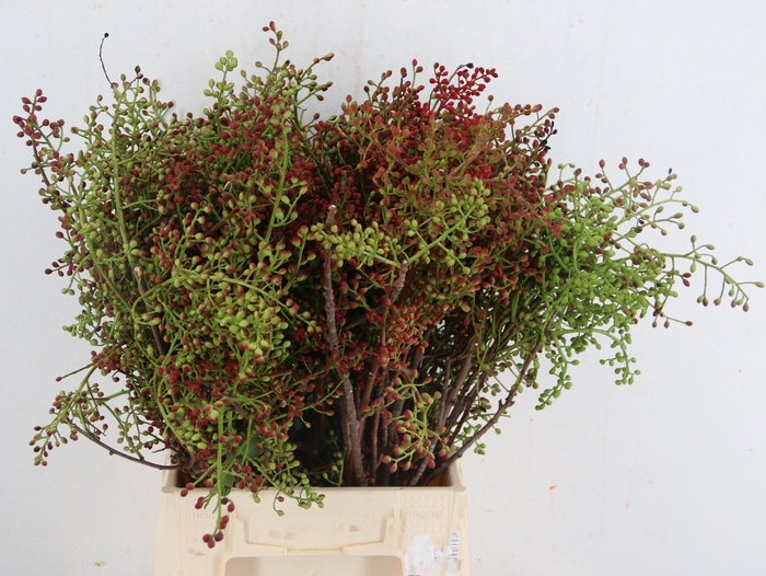 <h4>DECOGROEN OV BS</h4>