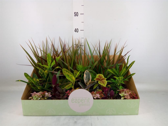 <h4>Planten  ..mix</h4>