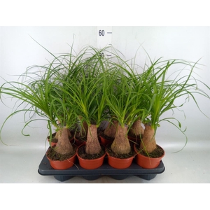 Beaucarnea recurvata