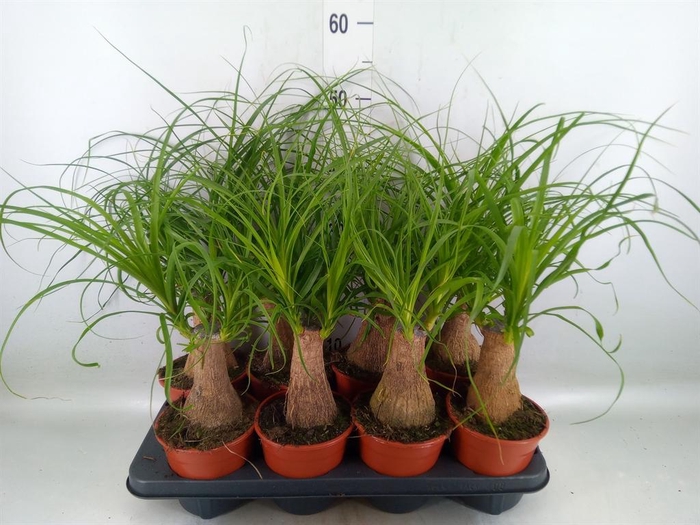 <h4>Beaucarnea recurvata</h4>