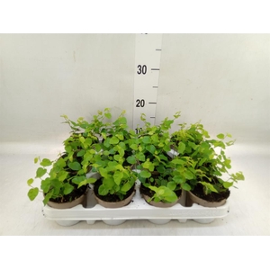 Ficus pumila 'Sunny Green'