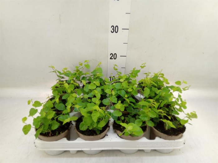 <h4>Ficus pumila 'Sunny Green'</h4>