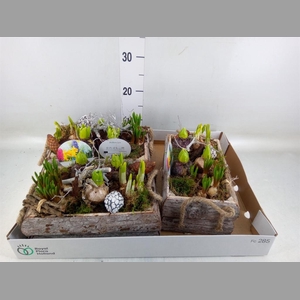 Arr.   Bol/Knolgewas L%