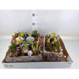 Arr.   Bol/Knolgewas L%