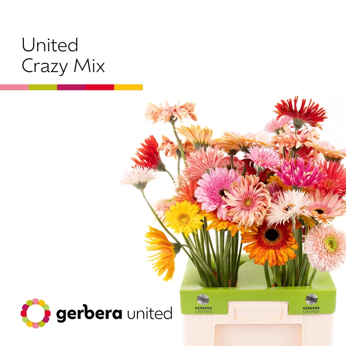 <h4>Gerbera Spider Mix spider Crazy Water</h4>