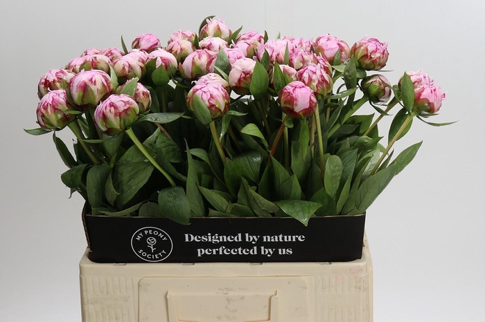 <h4>Paeonia Sarah Bernhardt</h4>