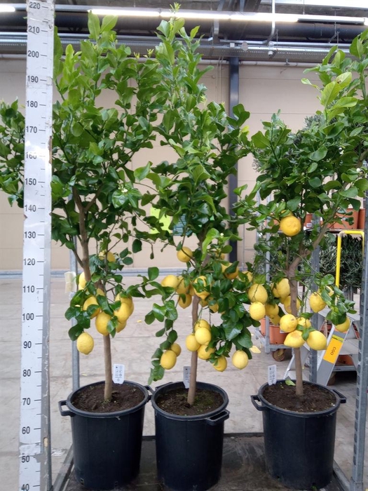 <h4>Citrus   ...</h4>