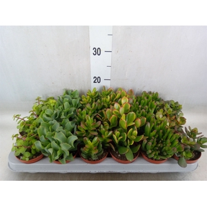 Crassula   ...mix