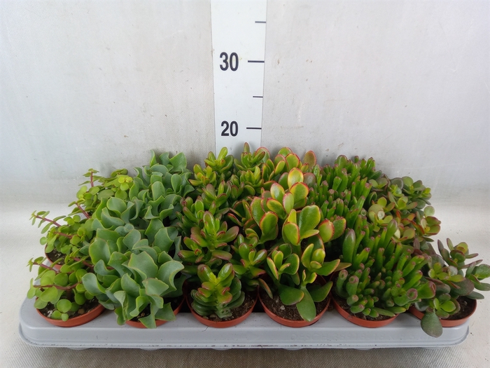 <h4>Crassula   ...mix</h4>