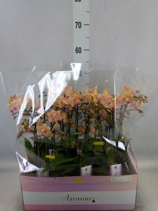 <h4>Phalaenopsis multi.   ...yellow</h4>