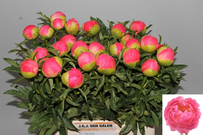 <h4>PAEO CORAL SUNSET</h4>