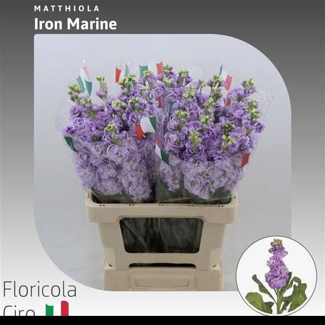 <h4>MATTH IRON MARINE</h4>
