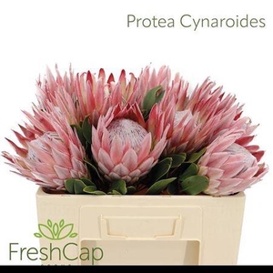 Protea Cynaroides