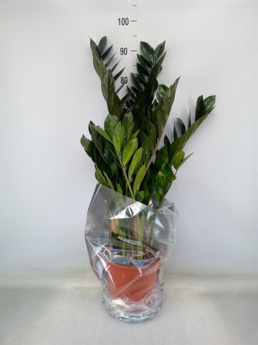 <h4>Zamioculcas zamiifolia 'Super Nova'</h4>