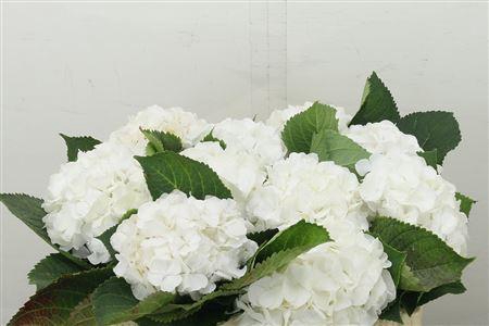 <h4>HYDR M WHI VERENA</h4>