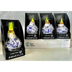 BLOEMBOL HIPPEASTRUM