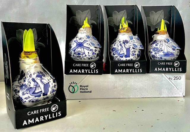 <h4>Bloembol Hippeastrum</h4>