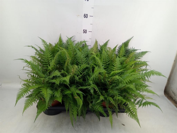 <h4>Athyrium   ...</h4>