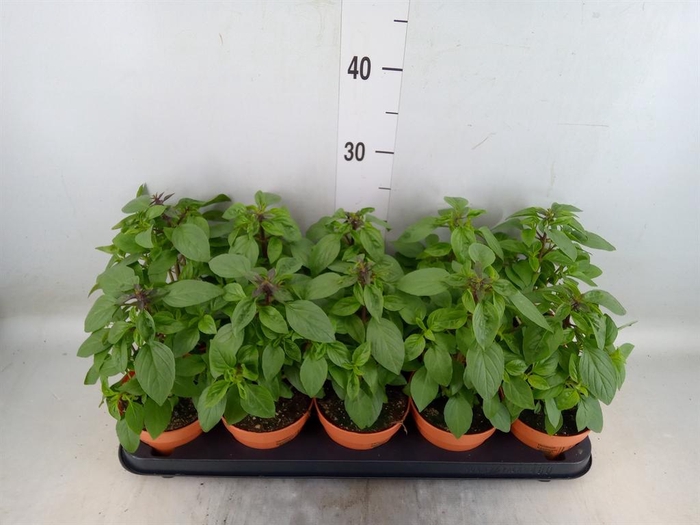 <h4>Ocimum   ...</h4>